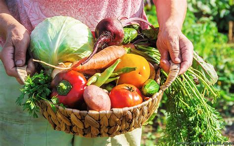 Tape Comment Cr Er Un Jardin Potager En Partant De Z Ro P Tit Jardin