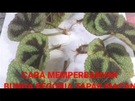 Cara Memperbanyak Bunga Begonia Tapak Macan Melalui Tangkai Daun Banyak