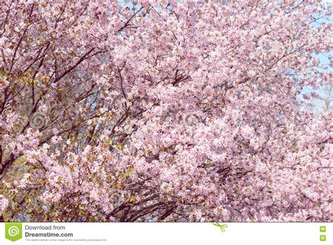 Sakura Flor De Cerejeira Na Primavera Flores Cor De Rosa Bonitas Foto