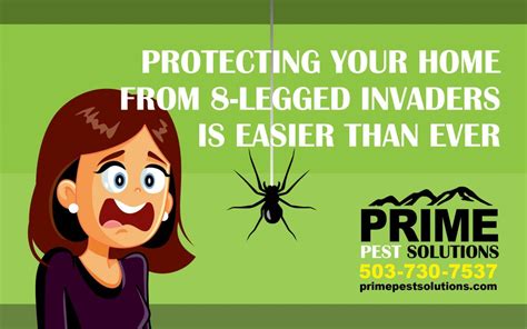 Sherwood Spider Control Prime Pest Solutions