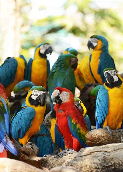 28 Scarlet Macaw Facts (Ara macao) Guide to Both Subspecies | Storyteller Travel