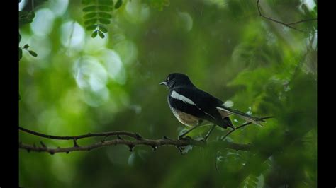 Relaxing Nature Sounds Birds Chirping YouTube