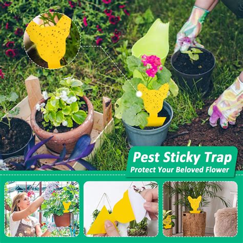 Trapping Tools For Flying Insects In Courtyard Dou Vicedeal