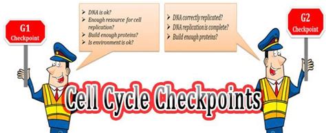 Regulation Of Cell Cycle By 3 Checkpoints Easybiologyclass