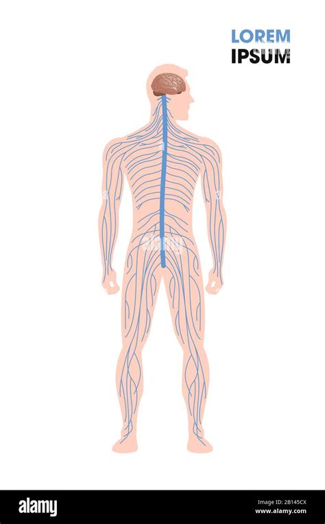 Human Nervous System Parasympathetic Sympathetic Nerves Connected Inner