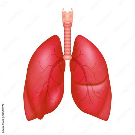 Human Lungs Anatomy Structure Front View Right And Left Lung With