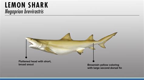 Shark Species Chart