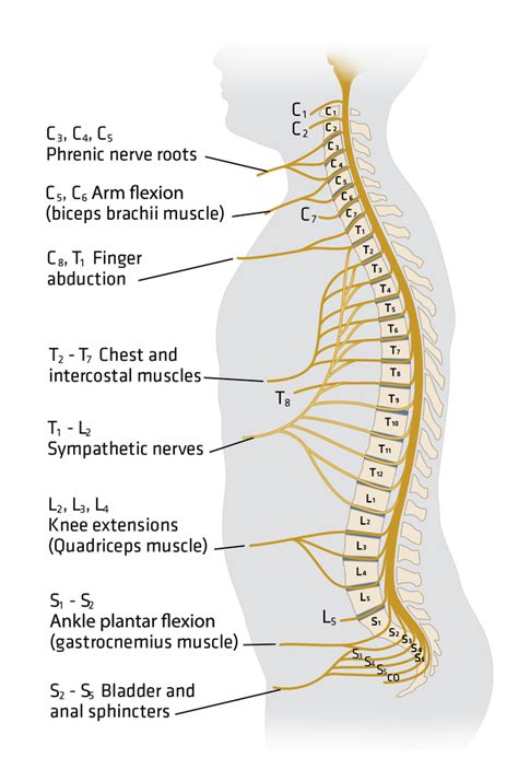 Neurotrauma Review Series—part 2 What Should A Neurologic Exam Entail