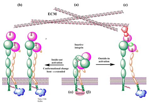 Cells Free Full Text Molecular Modeling Insights Into The Structure