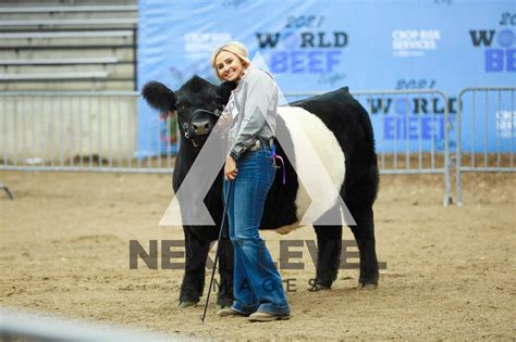 Belted Galloway Ring Shots Next Level Images