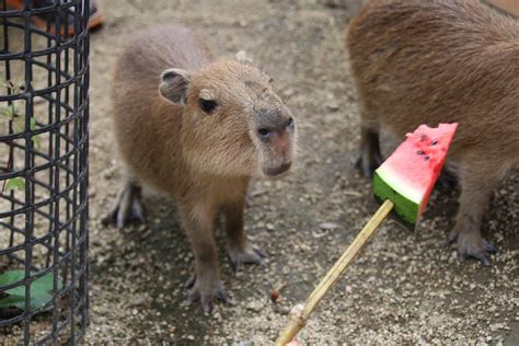 Days Of Squidmas Art Palace On Twitter Rt Capybarahourly