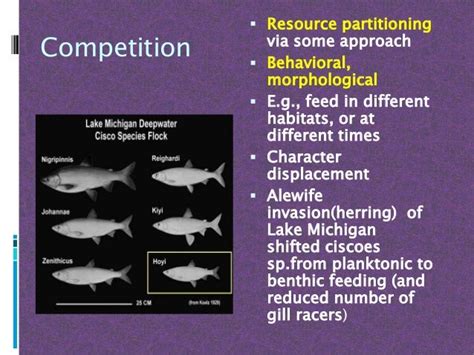 Behavioural Ecology Of Fishes