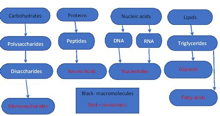 Macromolecules Flowchart