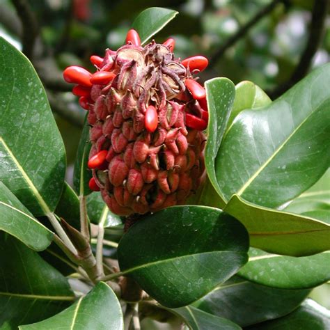 Magnolia Grandiflora Galissonni Re