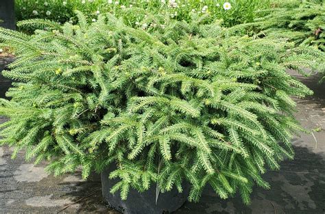 Spruce Birds Nest Birchfield Nurseries