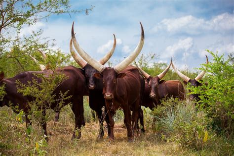 The slower you go the bigger your world gets • The Ankole-Watusi, also known as Ankole...