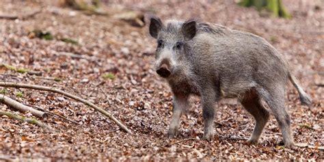 How to Prevent and Survive a Wild Boar Attack | Thrifty Traveler Tips