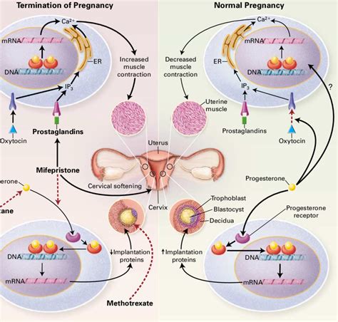 Physiology Of Pregnancy And Site Of Action Of Drugs Used To Terminate