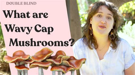 Wavy Cap Mushrooms DoubleBlind YouTube