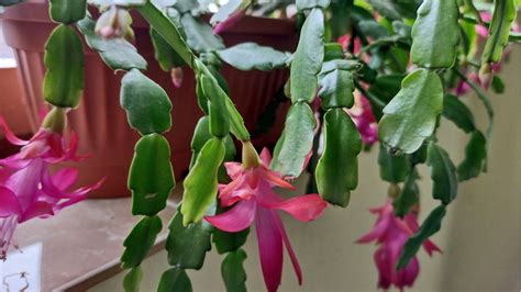 How To Prune A Christmas Cactus Expert Tips On When And How Homes