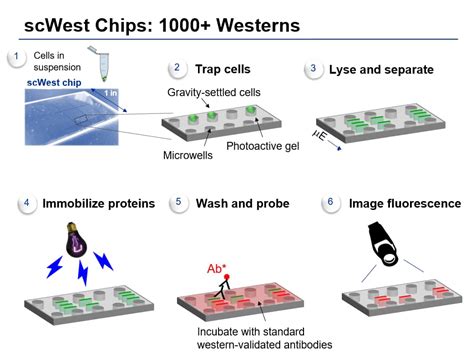 Single-Cell Western Products and Resources | Novus Biologicals