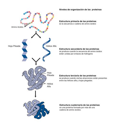 Levels Of Protein Structure | Hot Sex Picture