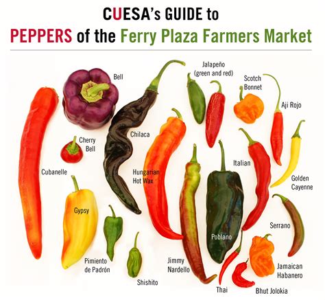 From Sweet to Heat: A Guide to Picking Peppers at the Farmers' Market | KQED