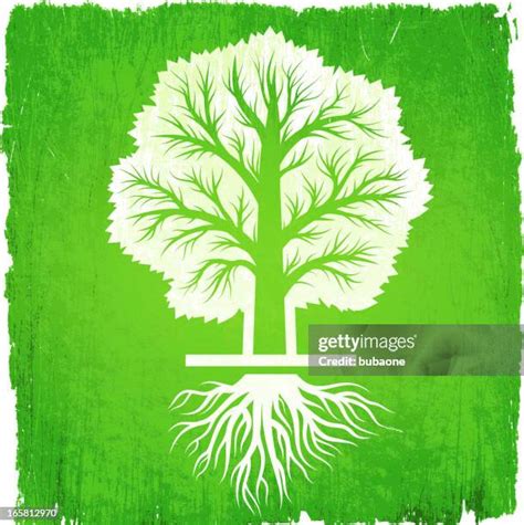 281 Birch Tree Roots Stock Photos High Res Pictures And Images