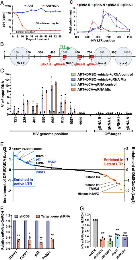 The Chaperone Protein P32 Stabilizes HIV 1 Tat And Strengthens The P