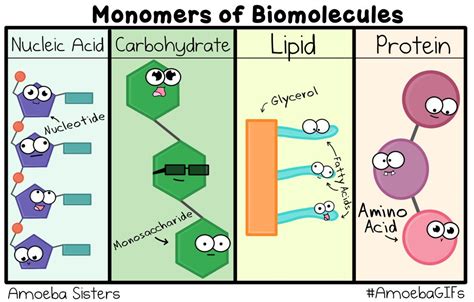 Biomolecules Detailed Lesson Plan