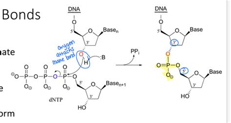 Nucleic Acids And Dna Replication Flashcards Quizlet