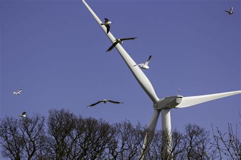 Do wind turbines kill birds? Study the impact of wind power on bird