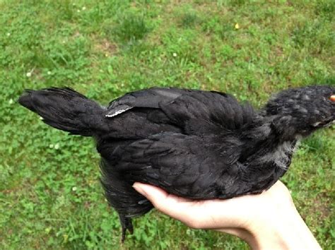 Black Australorp Chicks Hard Run Acres