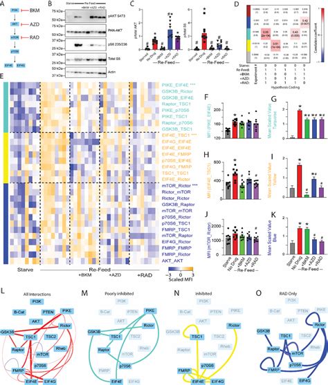 Inhibitors Of Pi3kaktmtor Reveal Modular Pathway Organization A