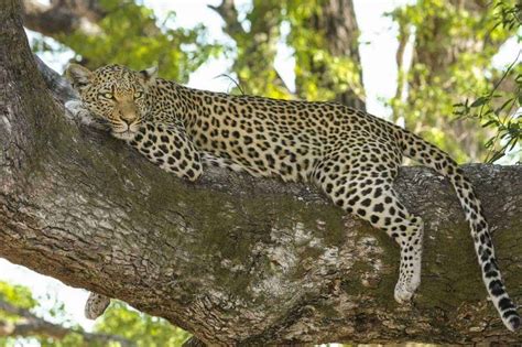 All About Leopards in Sri Lanka - Wise Travel Genie