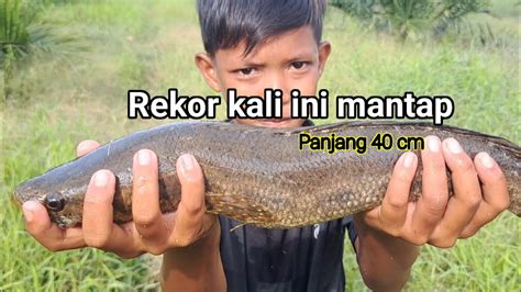 Musim Banjir Ikan Predator Sungai Keluar Dari Sarangnya Youtube