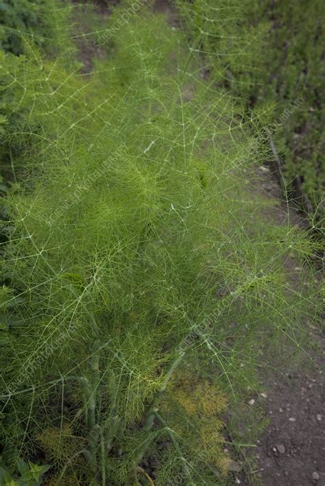 Foeniculum vulgare - Stock Image - C047/5566 - Science Photo Library