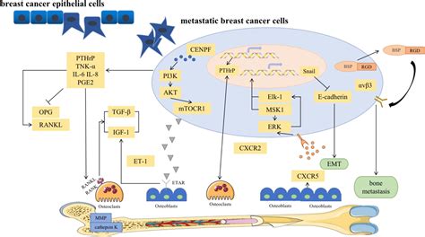 Frontiers The Signaling Pathways Associated With Breast Cancer Bone