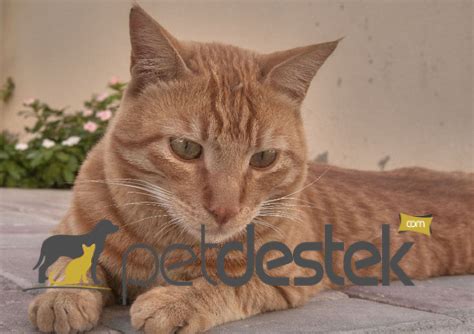 Arabian Mau Kedi Irkı Özellikleri Karakteri Bakımı ve Beslenmesi