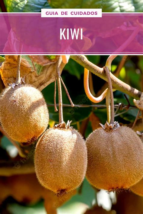 Kiwi O Kiwai CUIDADOS Y Multiplicación Del Actinidia Kiwi Planta de