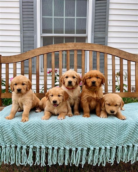 Roberds Farm Golden Retrievers