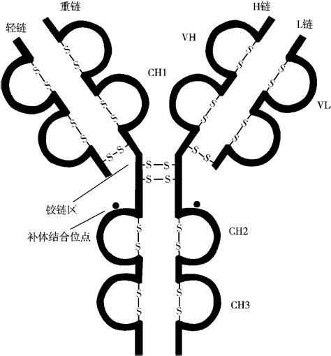 一、免疫球蛋白与抗体 免疫学与病原生物学 医学