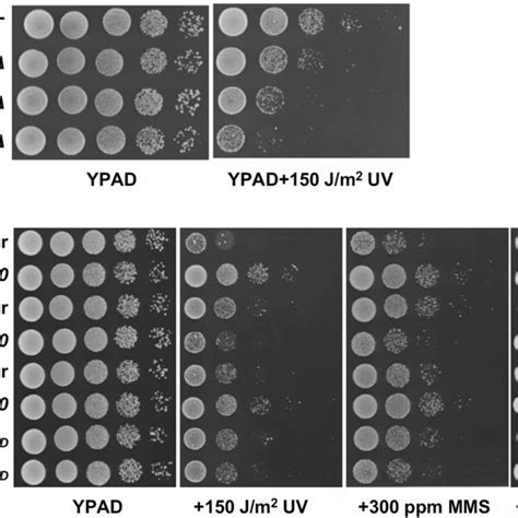 Relative Sensitivity Of Pol And Rev Mutants To Dna Damaging Agents As