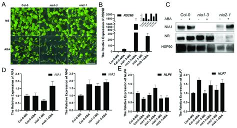 The Nia1 3 Single Mutant Is Hypersensitive To Long Term Aba Treatment