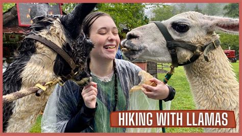 Hiking With Llamas Great Smoky Mountain Llama Treks Youtube