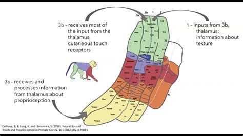 Somatosensory Cortex Organization And Function Youtube