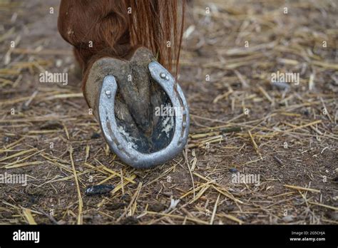 Horse Feet High Resolution Stock Photography And Images Alamy