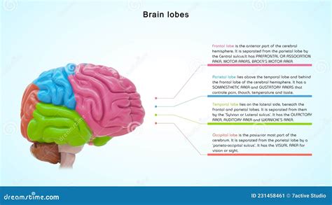 4 Lobes Of The Brain And Their Functions