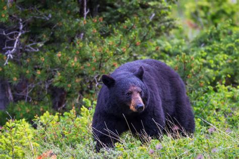 Black Bear-Extra Large | Glacier NP | Joseph C. Filer Fine Art Photography