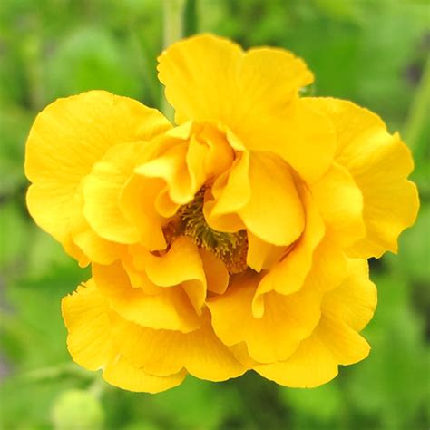 Geum Lady Stratheden 1lt